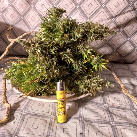 OG DEVIL growlog timeline photo