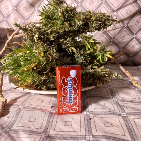 OG DEVIL growlog timeline photo