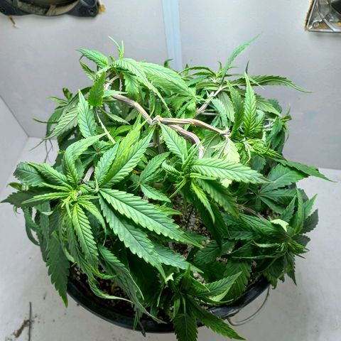 OG DEVIL growlog timeline photo