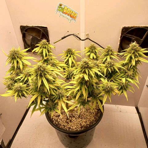 TUTTI FRUTTI growlog timeline photo