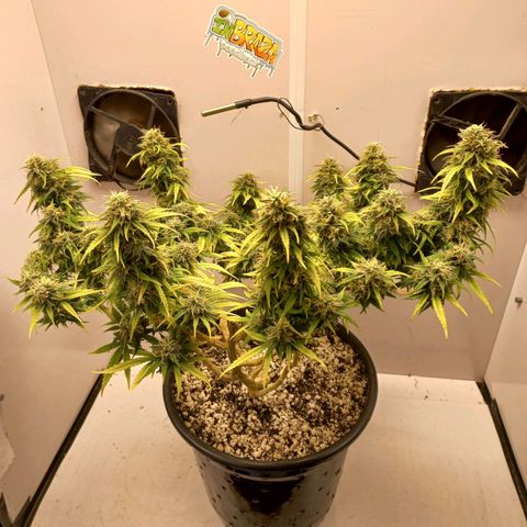 TUTTI FRUTTI growlog timeline photo