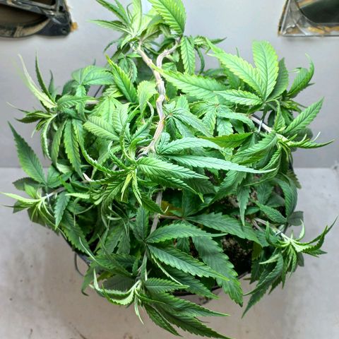 OG DEVIL growlog timeline photo