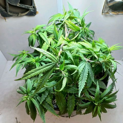 OG DEVIL growlog timeline photo