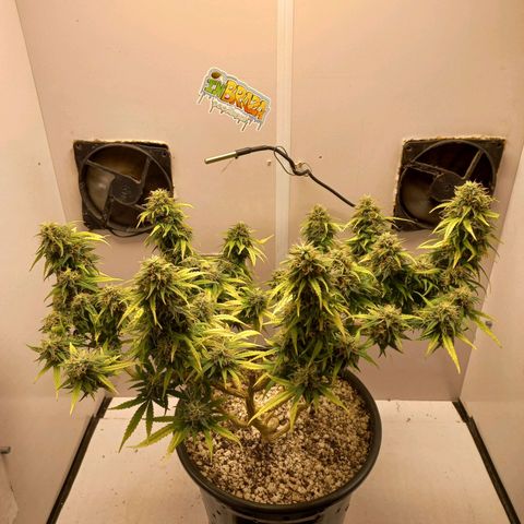 TUTTI FRUTTI growlog timeline photo