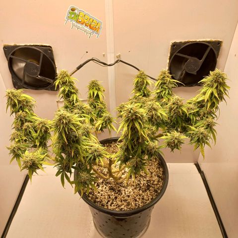 TUTTI FRUTTI growlog timeline photo
