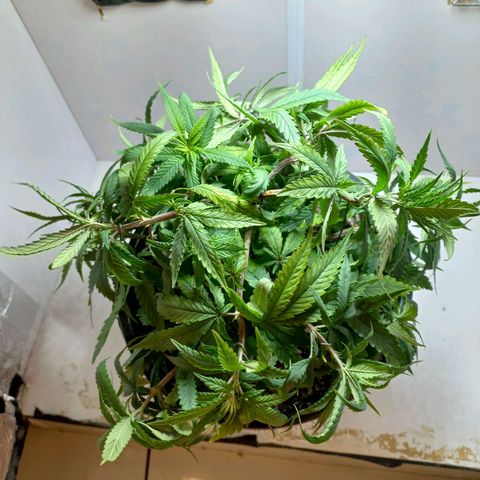OG DEVIL growlog timeline photo