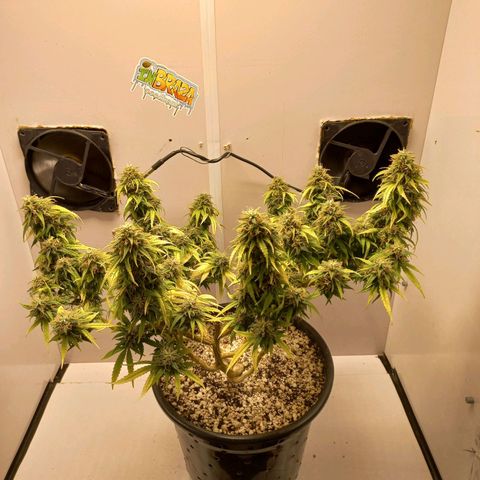TUTTI FRUTTI growlog timeline photo