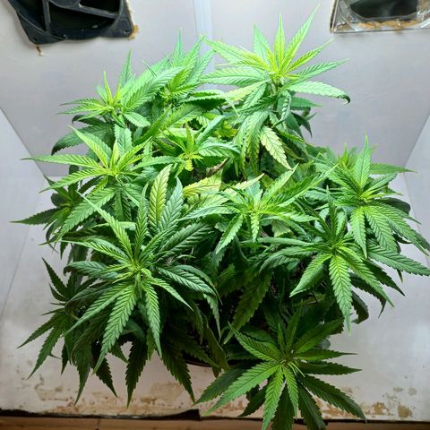 OG DEVIL growlog timeline photo