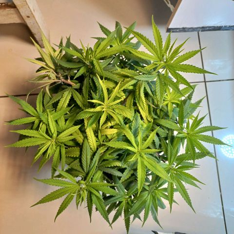 OG DEVIL growlog timeline photo