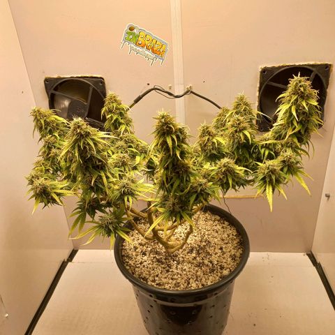 TUTTI FRUTTI growlog timeline photo