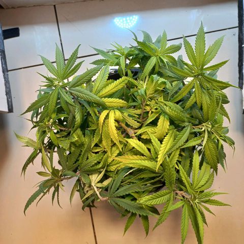 OG DEVIL growlog timeline photo