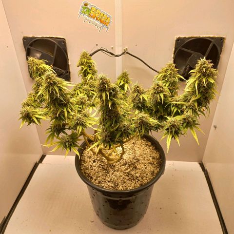 TUTTI FRUTTI growlog timeline photo