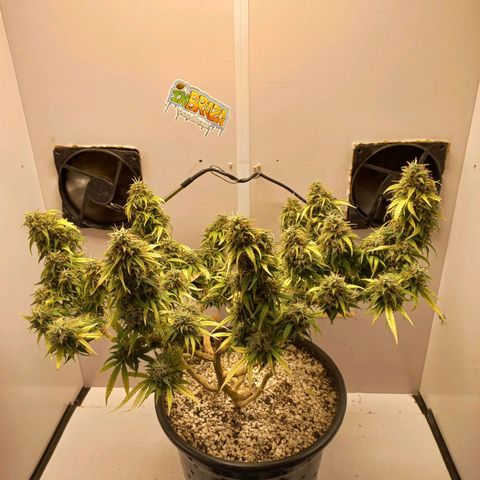 TUTTI FRUTTI growlog timeline photo