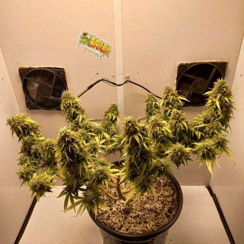 TUTTI FRUTTI growlog timeline photo