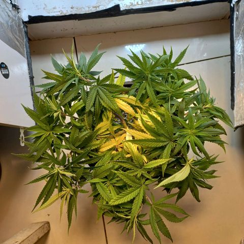 OG DEVIL growlog timeline photo