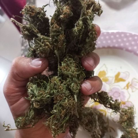 OG DEVIL growlog photo: RZO