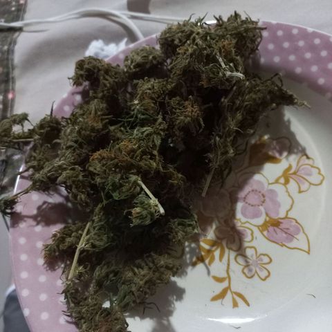 OG DEVIL growlog photo: RZO