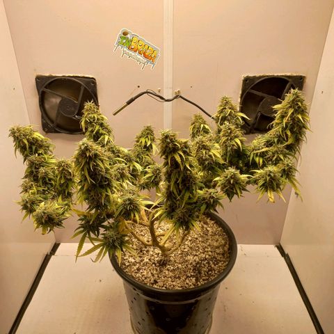 TUTTI FRUTTI growlog timeline photo