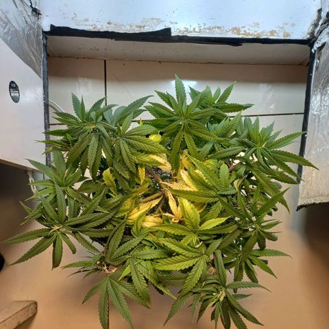 OG DEVIL growlog timeline photo