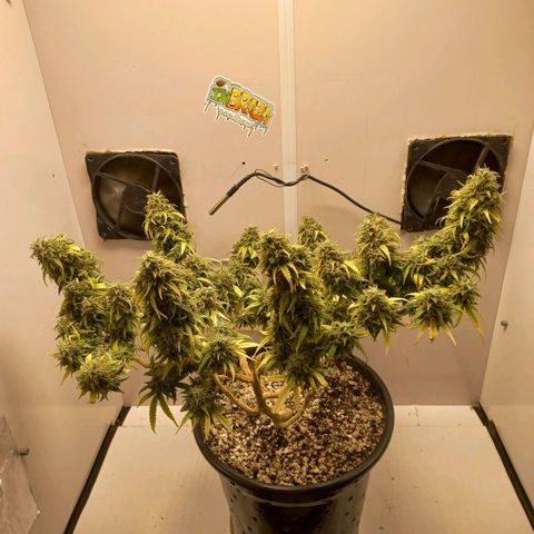 TUTTI FRUTTI growlog timeline photo