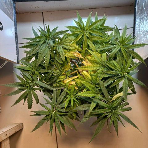 OG DEVIL growlog timeline photo
