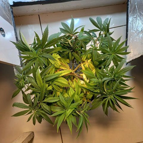 OG DEVIL growlog timeline photo