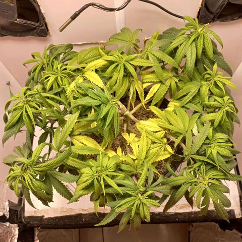 OG DEVIL growlog timeline photo