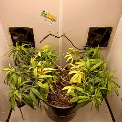 OG DEVIL growlog timeline photo