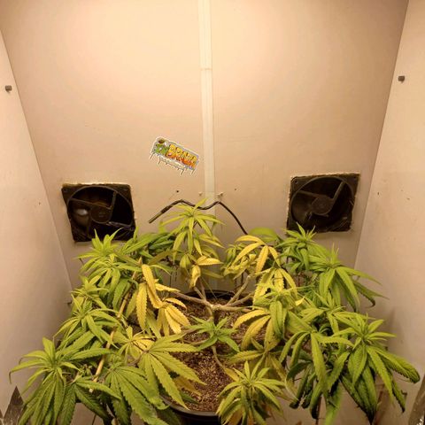 OG DEVIL growlog timeline photo