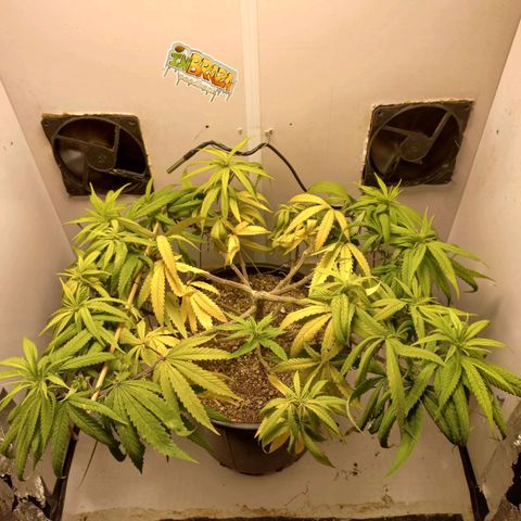OG DEVIL growlog timeline photo