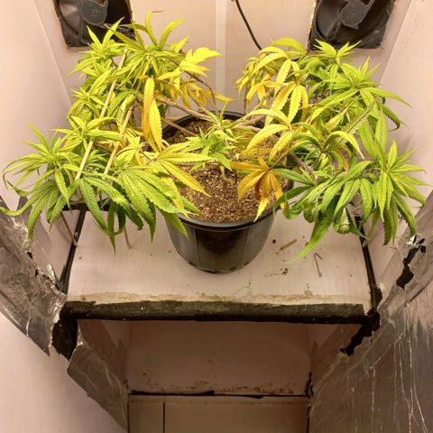 OG DEVIL growlog timeline photo