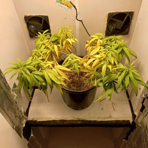 OG DEVIL growlog timeline photo