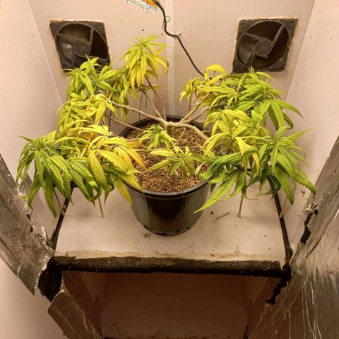 OG DEVIL growlog timeline photo