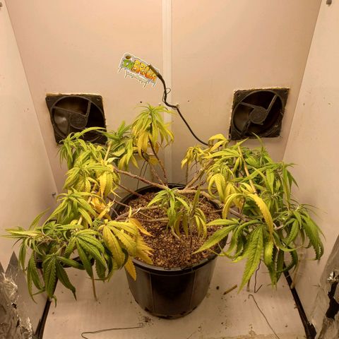 OG DEVIL growlog timeline photo