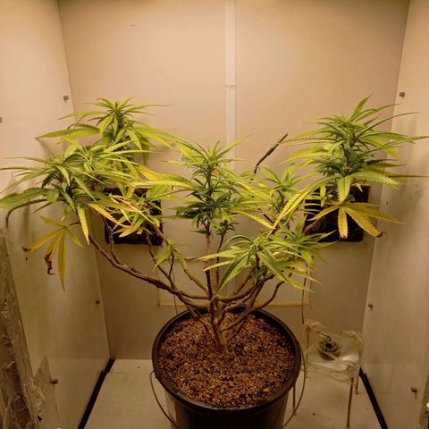 OG DEVIL growlog timeline photo