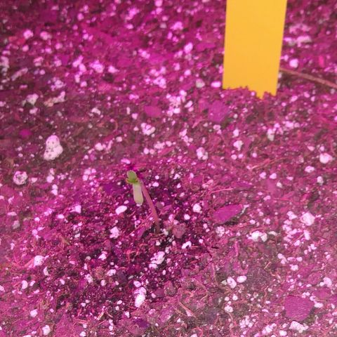 Pineapple Express growlog photo: Lost Seed Cap