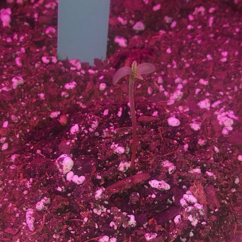Green Cush growlog timeline photo