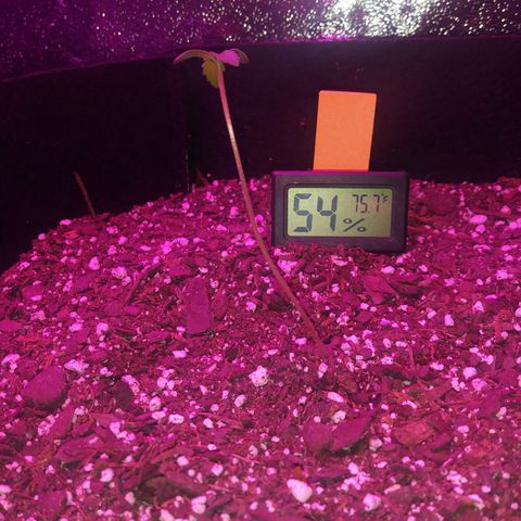 Pineapple Express growlog timeline photo