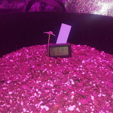Green Cush growlog timeline photo