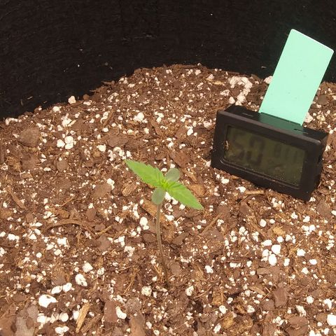 Green Cush growlog timeline photo