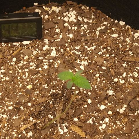 Pineapple Express growlog timeline photo