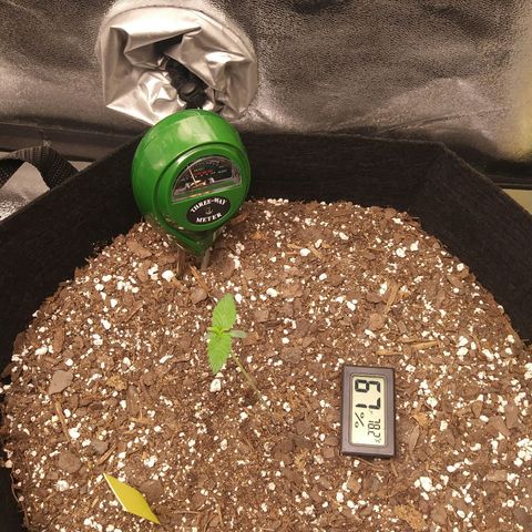 Pineapple Express growlog timeline photo