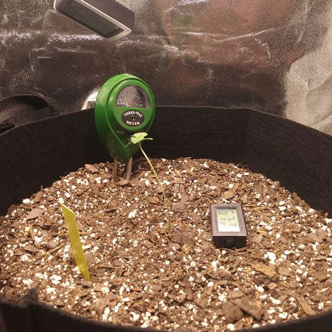 Pineapple Express growlog timeline photo