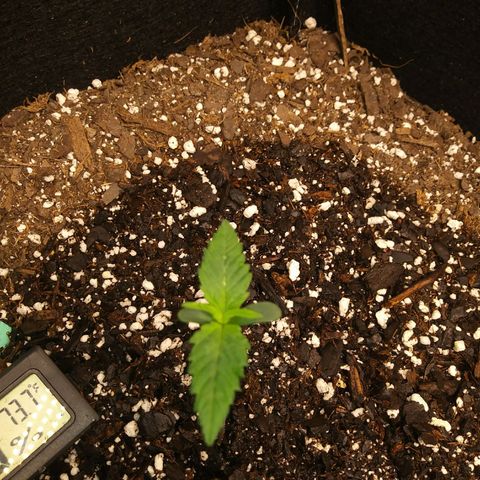 Green Cush growlog timeline photo