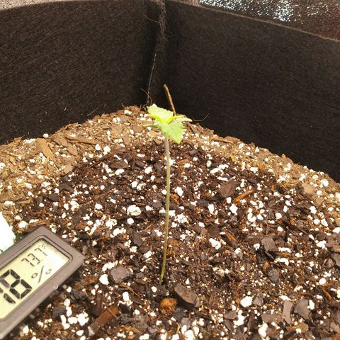 Green Cush growlog timeline photo