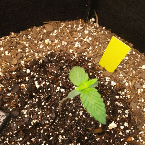 Pineapple Express growlog timeline photo