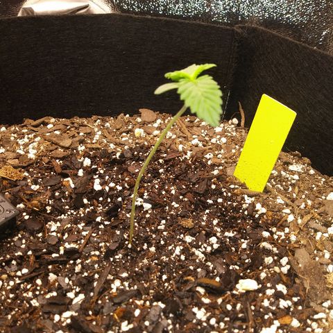 Pineapple Express growlog timeline photo