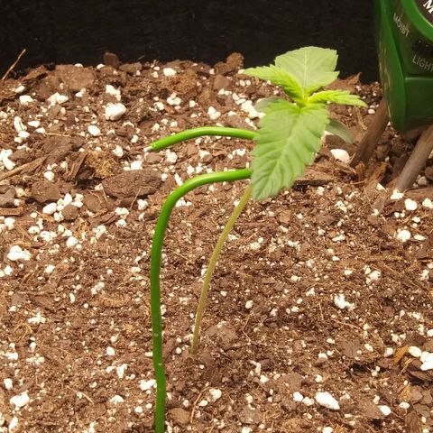 Pineapple Express growlog timeline photo