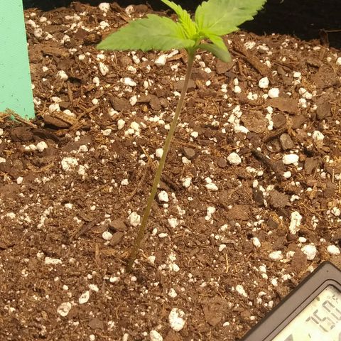 Green Cush growlog timeline photo