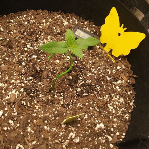 Pineapple Express growlog timeline photo